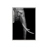 Stampa fotografia elefante animali poster cornice 50x70cm Unika 0017 Vendita