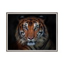 Stampa fotografia poster animali tigre cornice 30x40cm Unika 0027 Vendita