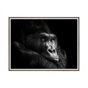 Stampa fotografia gorilla quadro animali cornice 30x40cm Unika 0026 Vendita