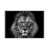 Quadro stampa fotografia leone bianco nero cornice 70x100cm Unika 0028 Vendita