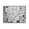 Stampa fotografia bianco nero pianta grassa cornice 30x40cm Unika 0056