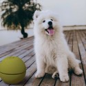 Contenitore portaoggetti portatile crocchette per cani animali Pet Box