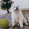 Contenitore portaoggetti portatile crocchette per cani animali Pet Box