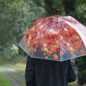 Ombrello effetto albero in autunno con manico in legno Catalogo
