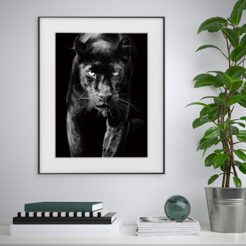 Stampa quadro bianco e nero fotografia animali pantera 40x50cm Variety Pardus Promozione