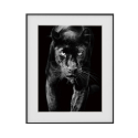Stampa quadro bianco e nero fotografia animali pantera 40x50cm Variety Pardus