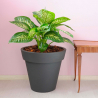 Vaso conico Ø 60cm per piante portavasi design giardino terrazzo Pegasus Stock