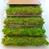 Quadri vegetali stabilizzati 4 pannelli 60x40cm GreenBox Kit Lichene Modello