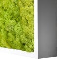 Quadri vegetali stabilizzati giardino verticale muschio verde Lichene 